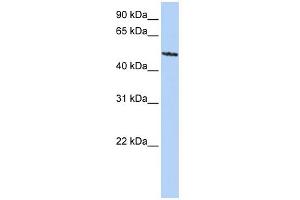 WB Suggested Anti-SIGLEC6 Antibody Titration:  0. (SIGLEC6 Antikörper  (C-Term))