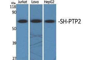 Western Blot (WB) analysis of specific cells using SH-PTP2 Polyclonal Antibody. (PTPN11 Antikörper  (Internal Region))