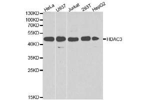 Western Blotting (WB) image for anti-Histone Deacetylase 3 (HDAC3) (AA 299-428) antibody (ABIN3023018)