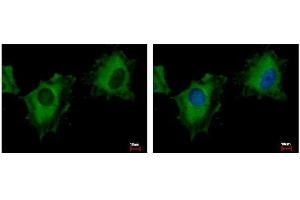 ICC/IF Image NIR1 antibody [C3], C-term detects PITPNM3 protein at cytoplasm by immunofluorescent analysis. (NIR1 Antikörper  (C-Term))