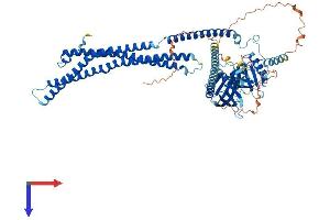 APPL1 Protein (AA 1-707) (His tag)