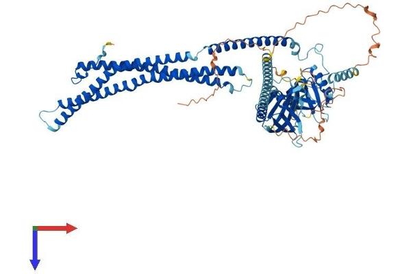 APPL1 Protein (AA 1-707) (His tag)