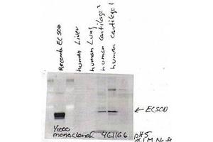 Image no. 2 for anti-Superoxide Dismutase 3, Extracellular (SOD3) antibody (ABIN466958) (SOD3 Antikörper)