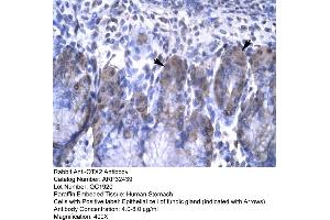 Human Stomach (OTX2 Antikörper  (N-Term))
