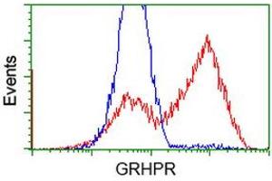 Image no. 3 for anti-Glyoxylate Reductase/hydroxypyruvate Reductase (GRHPR) antibody (ABIN1498519) (GRHPR Antikörper)