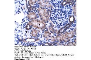 Human kidney (ZNF84 Antikörper  (C-Term))