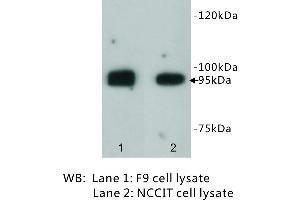 Image no. 3 for anti-Leucine-Rich Repeat Containing G Protein-Coupled Receptor 5 (LGR5) antibody (ABIN1112906) (LGR5 Antikörper)