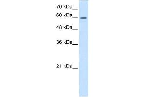 CRMP1 antibody used at 0. (CRMP1 Antikörper  (C-Term))
