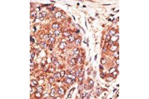 Image no. 2 for anti-Transcription Factor MafK (MAFK) (C-Term) antibody (ABIN358704) (MAFK Antikörper  (C-Term))
