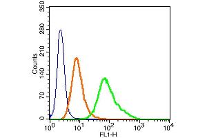 Human Hela cells probed with c-Fos (Ser32) Polyclonal Antibody, Alexa Fluor 488 conjugated (bs-3152R-A488) (green) at 1:100 for 30 minutes compared to unstained cells (blue) and isotype control (orange). (c-FOS Antikörper  (pSer32) (Alexa Fluor 488))