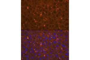Immunofluorescence analysis of mouse liver using Apolipoprotein  Rabbit mAb (ABIN1682269, ABIN3017693, ABIN3017694 and ABIN7101521) at dilution of 1:100 (40x lens). (APOA2 Antikörper)