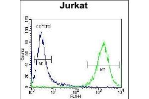 PRMT4 Antibody (Center) (ABIN655260 and ABIN2844856) flow cytometric analysis of Jurkat cells (right histogram) compared to a negative control cell (left histogram). (CARM1 Antikörper  (AA 346-377))