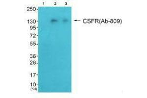 Western blot analysis of extracts from HeLa cells (Lane 2) and HepG2 cells (Lane 3), using CSFR (Ab-809) antiobdy. (CSF1R Antikörper  (Tyr809))