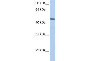 NXF3 antibody used at 1 ug/ml to detect target protein. (NXF3 Antikörper  (N-Term))