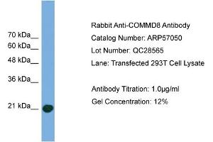 WB Suggested Anti-COMMD8  Antibody Titration: 0. (COMMD8 Antikörper  (Middle Region))