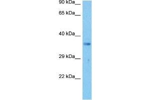Host:  Mouse  Target Name:  NPM1  Sample Tissue:  Mouse Liver  Antibody Dilution:  1ug/ml (NPM1 Antikörper  (Middle Region))