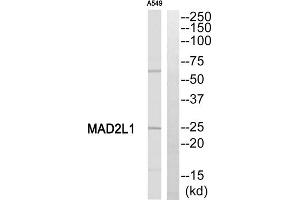 Western blot analysis of extracts from A549 cells, using MAD2L1 antibody. (MAD2L1 Antikörper  (Internal Region))