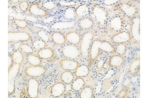 ABIN6261470 and ABIN6276646 at 1/100 staining human normal kidney tissue by IHC-P.