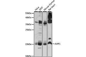 Western blot analysis of extracts of various cell lines, using  antibody (ABIN7265665) at 1:1000 dilution. (AVPI1 Antikörper  (AA 1-147))