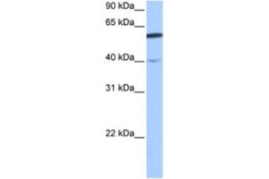 Western Blotting (WB) image for anti-DEP Domain Containing 7 (DEPDC7) antibody (ABIN2463456) (DEPDC7 Antikörper)
