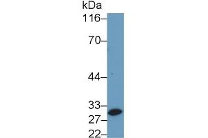 Detection of CASP14 in Porcine Skin lysate using Polyclonal Antibody to Caspase 14 (CASP14) (CASP14 Antikörper  (AA 1-242))