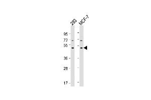 All lanes : Anti-MYLIP Antibody (Center) at 1:2000 dilution Lane 1: 293 whole cell lysate Lane 2: MCF-7 whole cell lysate Lysates/proteins at 20 μg per lane. (MYLIP Antikörper  (AA 111-139))