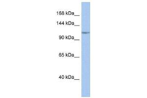 NFKB1 antibody (70R-10525) used at 0. (NFKB1 Antikörper  (Middle Region))