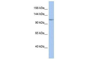 Western Blotting (WB) image for anti-Nuclear Factor of kappa Light Polypeptide Gene Enhancer in B-Cells 1 (NFKB1) (Middle Region) antibody (ABIN926949)