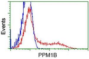 HEK293T cells transfected with either RC212918 overexpress plasmid (Red) or empty vector control plasmid (Blue) were immunostained by anti-PPM1B antibody (ABIN2454649), and then analyzed by flow cytometry. (PPM1B Antikörper)