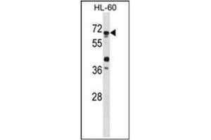 Western blot analysis of ATG4D Antibody in HL-60 cell line lysate. (ATG4D Antikörper  (AA 227-257))