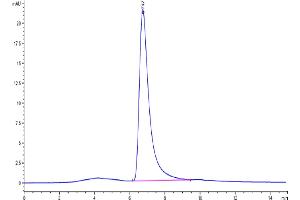 The purity of Cynomolgus IgE is greater than 95 % as determined by SEC-HPLC. (IgE Protein (AA 208-429) (His-Avi Tag))