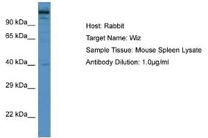 Host: Rabbit Target Name: Wiz Sample Type: Mouse Spleen lysates Antibody Dilution: 1. (WIZ Antikörper  (C-Term))
