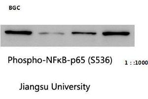 Western Blot (WB) analysis: Please contact us for more details.