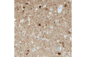Immunohistochemical staining (Formalin-fixed paraffin-embedded sections) of human cerebral cortex with NECAB1 monoclonal antibody, clone CL0576  shows immunoreactivity in a subset of neuronal cells.