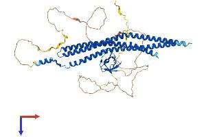 BAIAP2 Protein (AA 1-535) (His tag)
