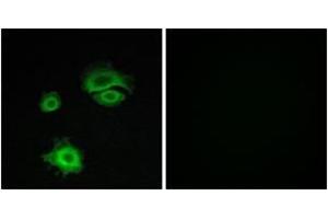 Immunofluorescence analysis of A549 cells, using GluR1 (Ab-863) Antibody. (Glutamate Receptor 1 Antikörper  (AA 829-878))