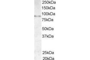 ABIN2561005 (1µg/ml) staining of Human Testis lysate (35µg protein in RIPA buffer). (AKAP3 Antikörper  (C-Term))