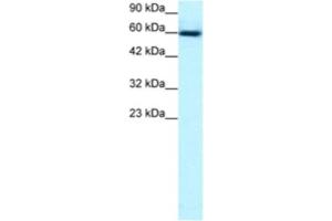 Western Blotting (WB) image for anti-GA Binding Protein Transcription Factor, alpha Subunit 60kDa (GABPA) antibody (ABIN2463826) (GABPA Antikörper)