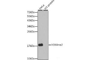 Western blot analysis of extracts of various cell lines using DiMethyl-Histone H3-K4 Polyclonal Antibody. (Histone 3 Antikörper  (2meLys4))