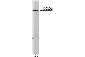 Western blot analysis of M-Cadherin on mouse neonate lysate. (CDH15 Antikörper  (AA 253-366))