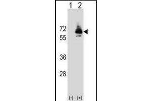 Western blot analysis of PCK2 (arrow) using rabbit polyclonal PCK2 Antibody (Q39) (ABIN392678 and ABIN2842171). (PEPCK Antikörper  (N-Term))