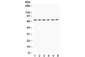 Western blot testing of mouse 1) brain, 2) liver, 3) thymus, 4) testis, 5) human 293 and 6) HeLa lysate with LIMK2 antibody.