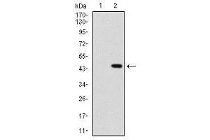 Image no. 3 for anti-Sonic Hedgehog (SHH) antibody (ABIN1491290) (Sonic Hedgehog Antikörper)