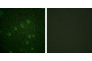 P-peptide - +Immunofluorescence analysis of HepG2 cells, using AurB (Phospho-Thr232) antibody.