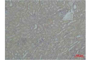 Immunohistochemistry (IHC) analysis of paraffin-embedded Mouse Kidney Tissue using HSP90A Polyclonal Antibody. (HSP90AA1 Antikörper)