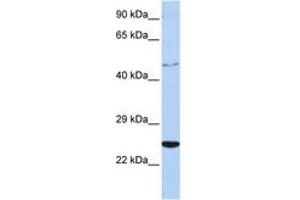 Image no. 1 for anti-Cytokine Receptor-Like Factor 1 (CRLF1) (AA 252-301) antibody (ABIN6742710) (CRLF1 Antikörper  (AA 252-301))