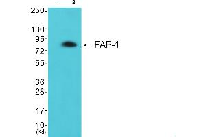 Western blot analysis of extracts from LOVO cells, using FAP-1 antibody. (FAP Antikörper)
