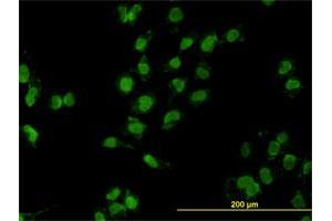 Immunofluorescence (IF) image for anti-Mesenchyme Homeobox 2 (MEOX2) (AA 1-303) antibody (ABIN561806)