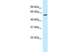 Image no. 1 for anti-Meis Homeobox 1 (MEIS1) (AA 24-73) antibody (ABIN6747812) (MEIS1 Antikörper  (AA 24-73))