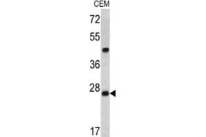 Endoribonuclease Dcr-1 (Dcr-1) 抗体